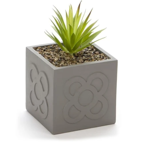 Test de plàstic gris del panot de Barcelona amb un cactus