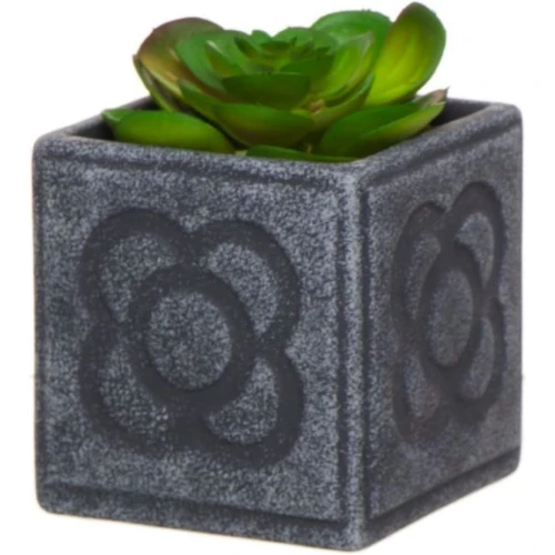 Test de resina del panot de Barcelona amb cactus