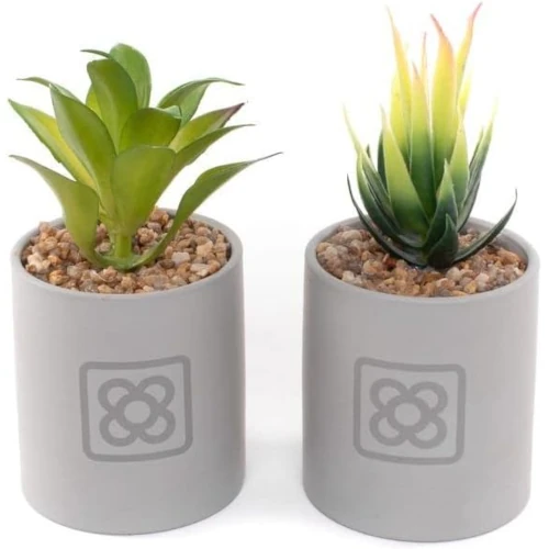 Dos Testos grisos del panot de Barcelona amb cactus